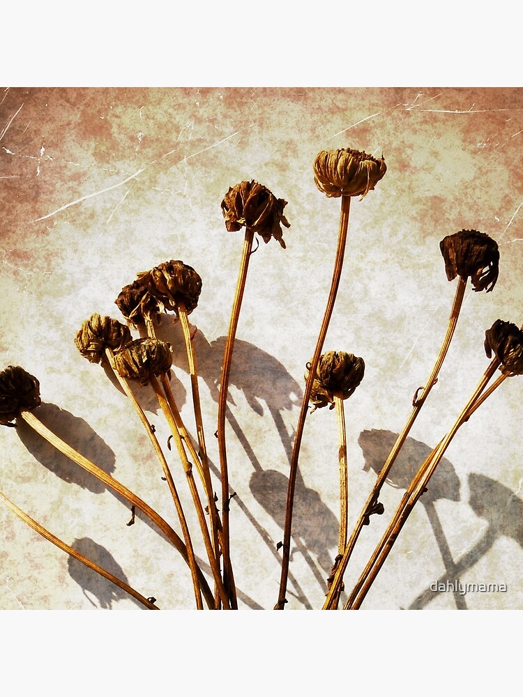 "Faded Daisies" Throw Pillow for Sale by dahlymama Redbubble