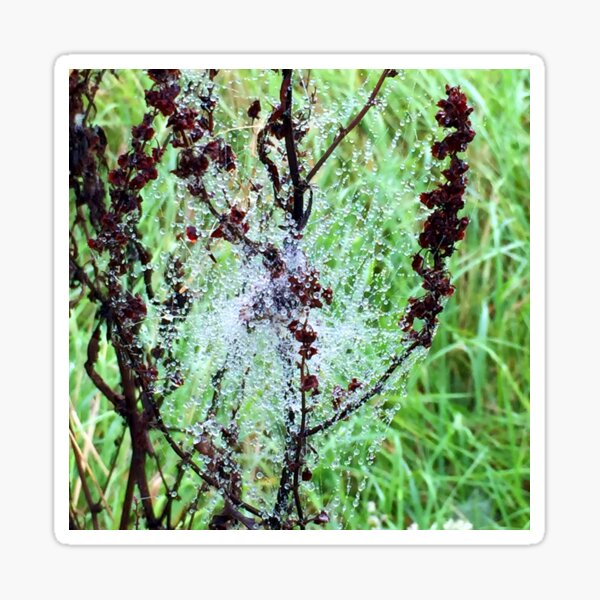 Cobweb in the rain Sticker