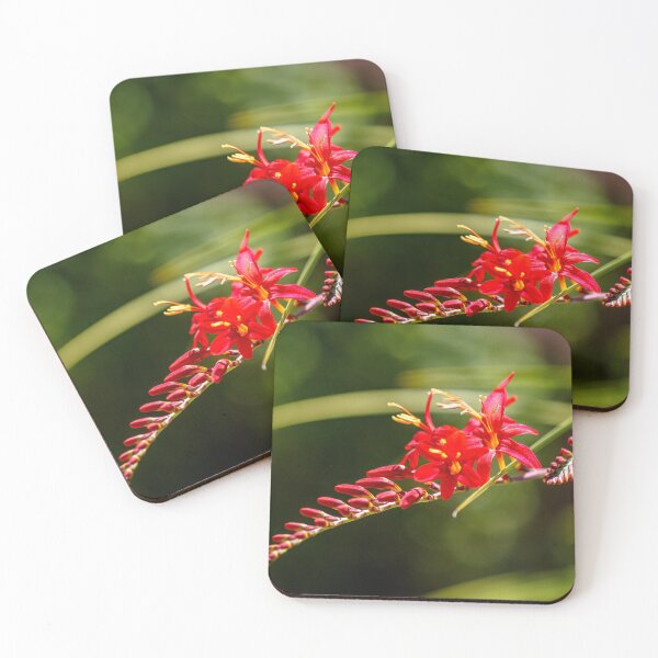 Item preview, Lucifer crocosmia close-up designed and sold by jillianbutolphphoto.