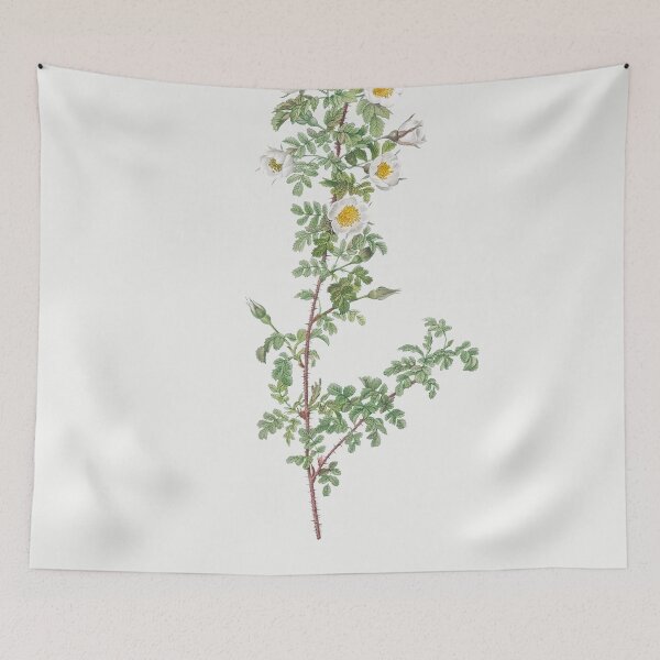 Item preview, Les Roses by Pierre-Joseph Redouté designed and sold by EsotericBotanic.
