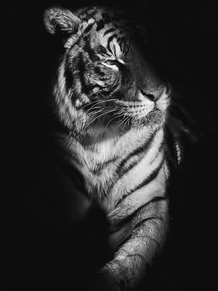 Tiger iPhone Wallpaper  Tiger wallpaper iphone, Iphone 5s wallpaper,  Iphone wallpaper