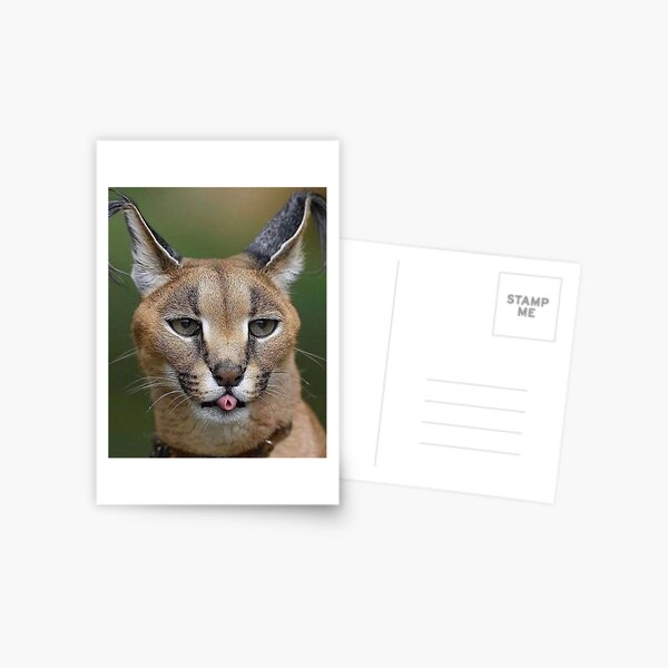 Albania Floppa Gosha Caracal GIF