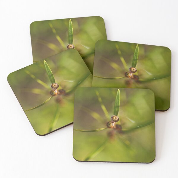 Item preview, Green Tea Tree Flower Buds designed and sold by Joy Watson - Natural Light Photography .