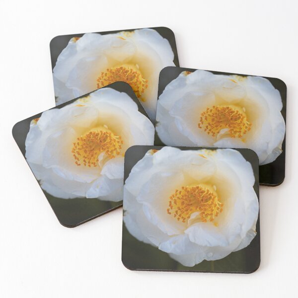Item preview, Beautiful White Japonica Camellia  designed and sold by Joy Watson - Natural Light Photography .