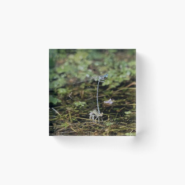 Item preview, r1089 / Finition 2021   " Libellules Equilibriste ! "  2018   fz 2000 (c)(t) Olavia-Olao Okaio Créations designed and sold by o.okaïo.
