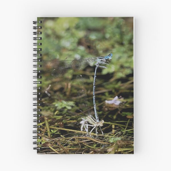 Item preview, r1089 / Finition 2021   " Libellules Equilibriste ! "  2018   fz 2000 (c)(t) Olavia-Olao Okaio Créations designed and sold by o.okaïo.