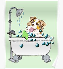 Red Merle Aussie "Rub-A-Dub-Dub" Poster