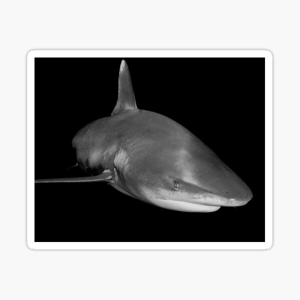 The Sly Grin of An Oceanic White Tip Shark Sticker