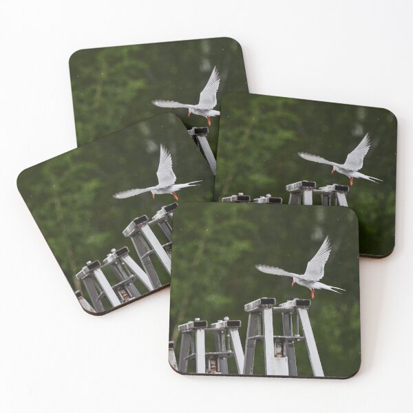 Item preview, On the dam. Common tern designed and sold by Jouko Lehto Photography.