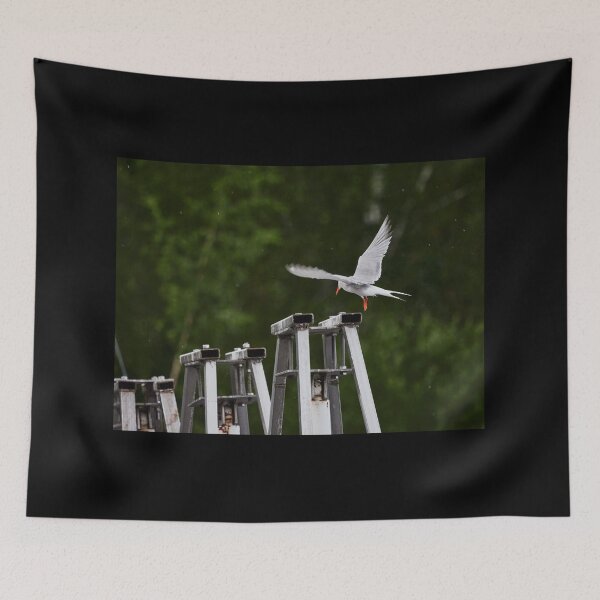 Item preview, On the dam. Common tern designed and sold by Jouko Lehto Photography.