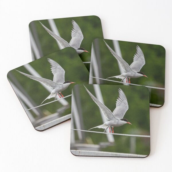 Item preview, Go. Common tern designed and sold by Jouko Lehto Photography.