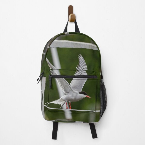 Item preview, Go. Common tern designed and sold by Jouko Lehto Photography.