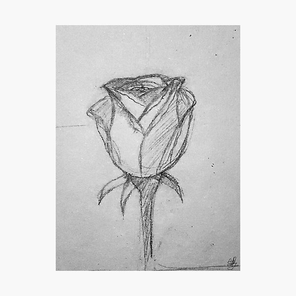 Vintage Rose Sketch Photographic Print