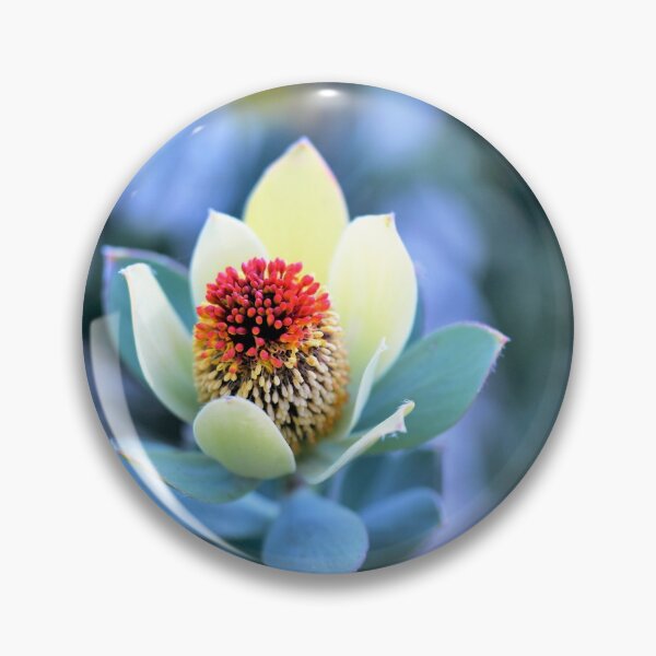 Item preview, Ornamental Beauty - Leucadendron discolor designed and sold by imaginethis.