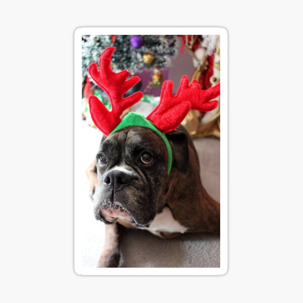 Reindeer This Year?...... Anything For That Cookie! - Boxer Dogs Series Sticker