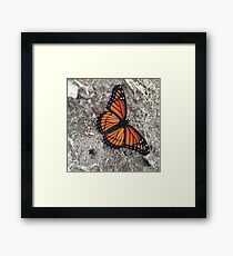 Monarch butterfly Framed Print