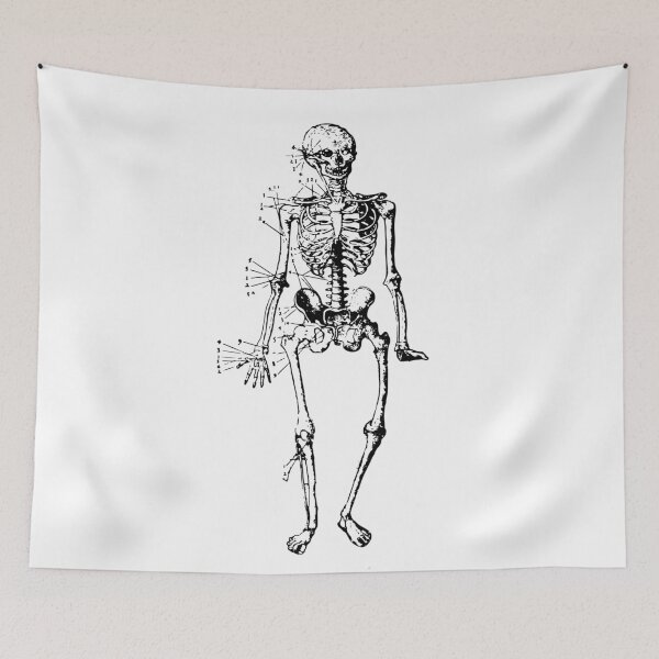 Item preview, Skeletal Diagram - Vintage Anatomy Poster designed and sold by llevine2934.