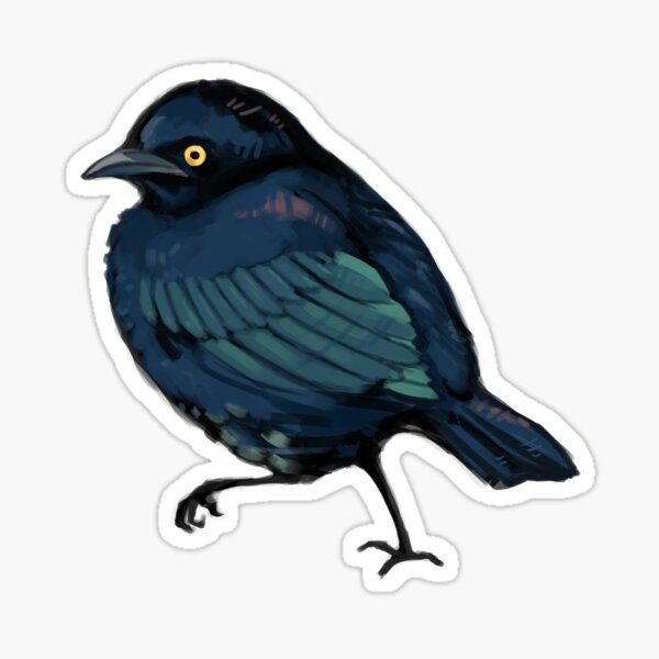 Brewer's Blackbird Sticker