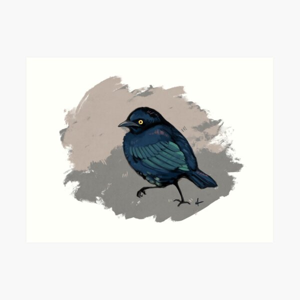 Brewer's Blackbird Art Print