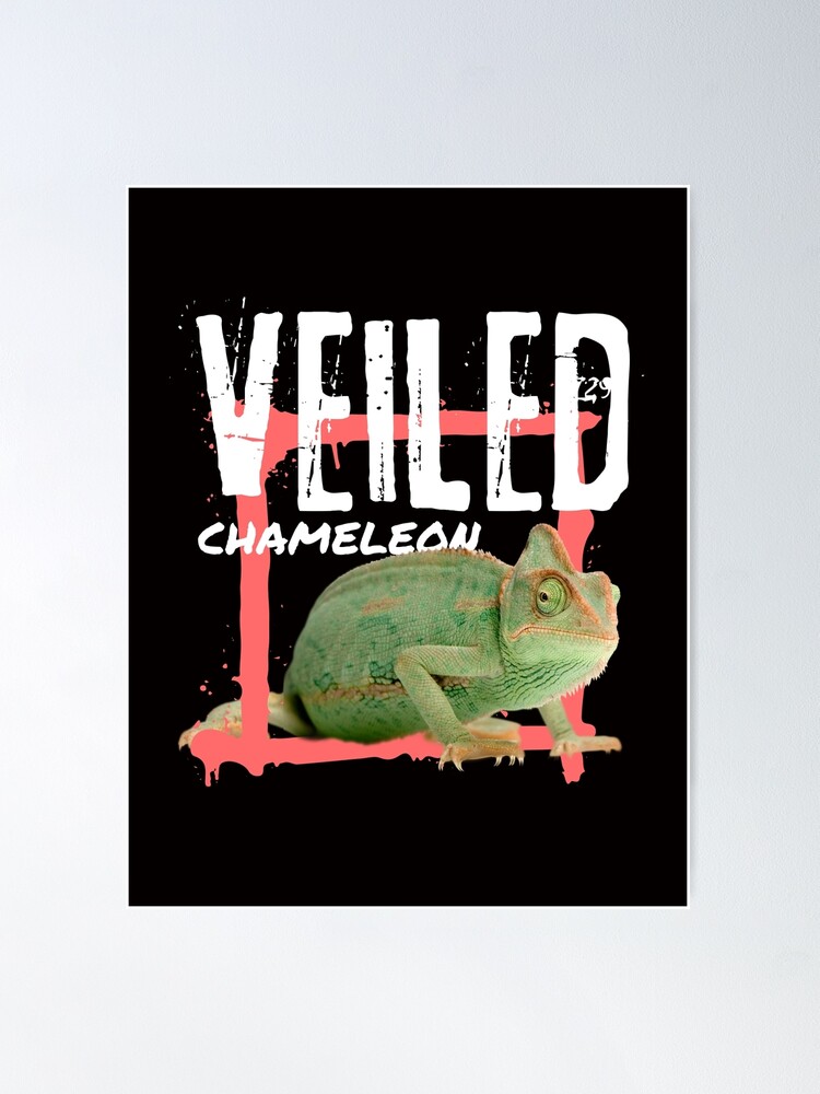 Designer Veiled Chameleon for sale