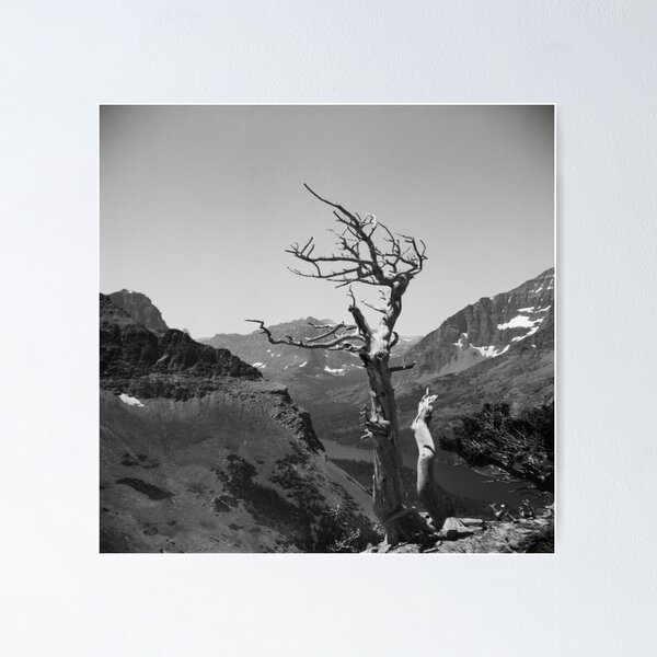 Item preview, Glacier National Park Deadwood Tree designed and sold by ztrnorge.