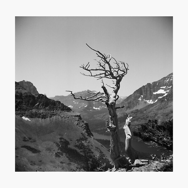 Item preview, Glacier National Park Deadwood Tree designed and sold by ztrnorge.