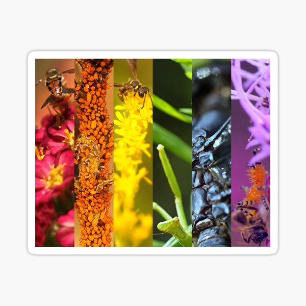 Gay Insect Pride Sticker