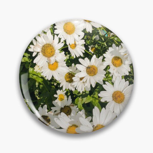 Artikelvorschau, Sommer-Gänseblümchen-Blumen in der Sonne entworfen und verkauft von AlexandraStr.