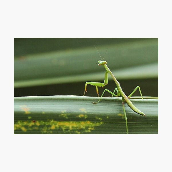 Carolina mantis against green plant Photographic Print