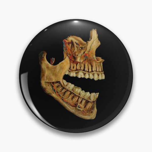 Item preview, Dental anatomy designed and sold by guaka-molly.