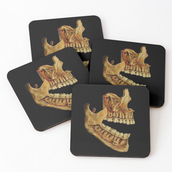 Item preview, Dental anatomy designed and sold by guaka-molly.