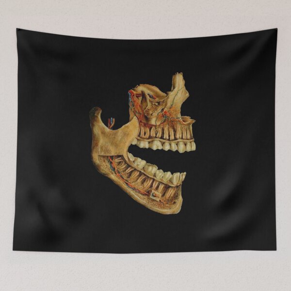 Item preview, Dental anatomy designed and sold by guaka-molly.