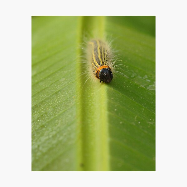 Bright Caterpillar Against Green Photographic Print