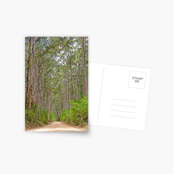 Boranup Forest, WA Postcard