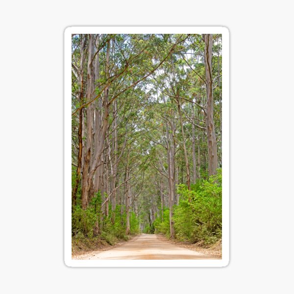 Boranup Forest, WA Sticker
