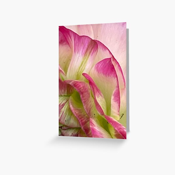 Macro Pink Flower Greeting Card