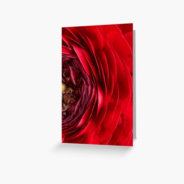 Macro Red Flower Photo Greeting Card