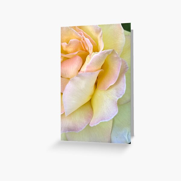 Macro yellow and pink rose photo Greeting Card