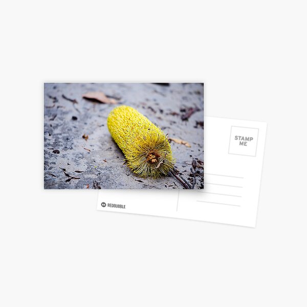 Banksia Flower Postcard