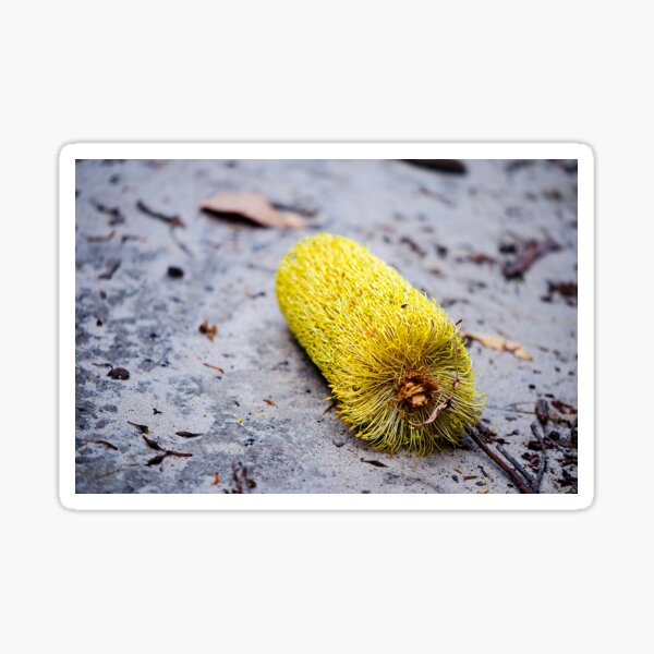 Banksia Flower Sticker