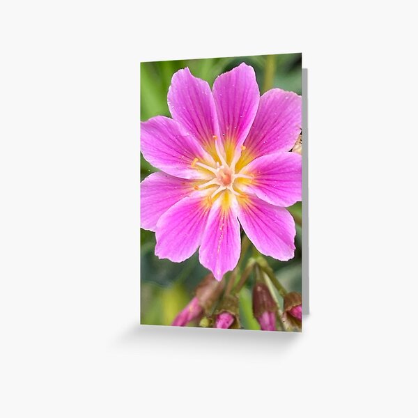 Bright pink flower macro photo Greeting Card