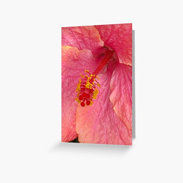 Pink Hibiscus Greeting Card