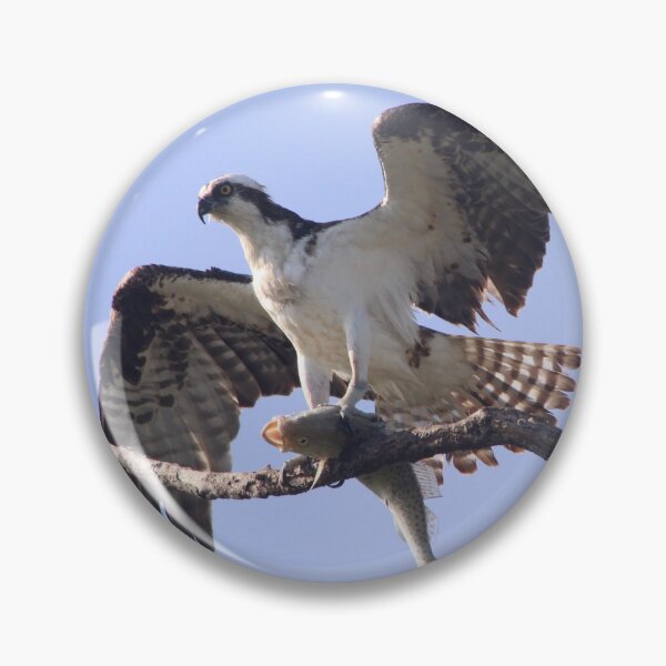 Item preview, Osprey with a fish snack designed and sold by Lexipooh76.