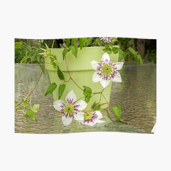 Clematis Sieboldii Poster