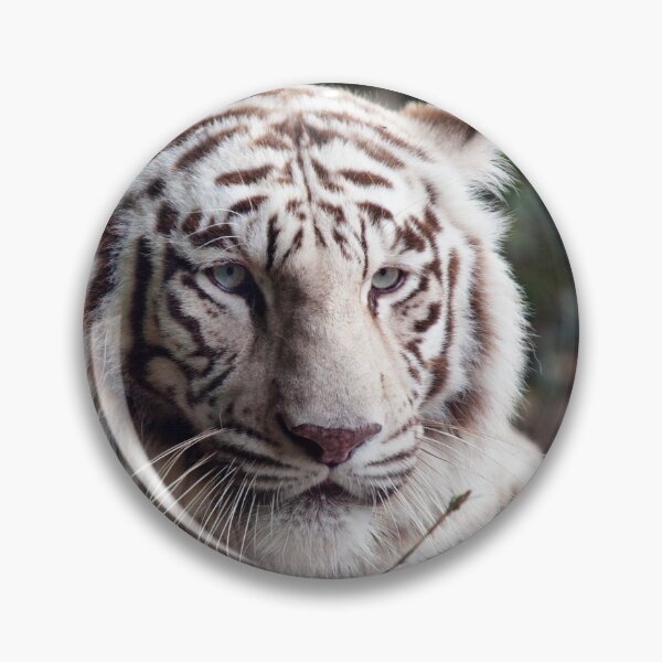 Item preview, White Bengal tiger photograph designed and sold by YuneDesigns.