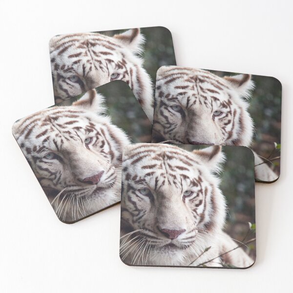Item preview, White Bengal tiger photograph designed and sold by YuneDesigns.