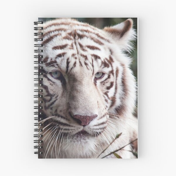 Item preview, White Bengal tiger photograph designed and sold by YuneDesigns.