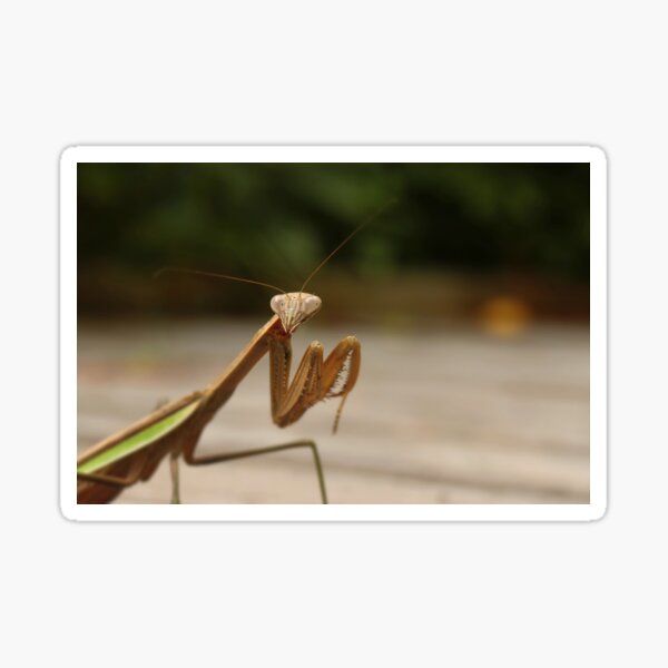 Mantis Sticker
