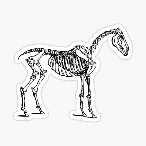 Horse Skeleton Stickers Redbubble