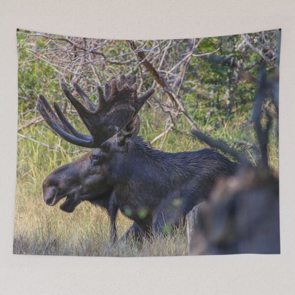 Item preview, No Worries Bull Moose just relaxing designed and sold by Chris Casanova.